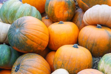 Yığın, çeşit çeşit yeşil ve turuncu balkabağı yığını yaklaşın. Sonbahar hasat konsepti rengarenk şekil ve boyutlarda kabak ve kabak arka planı. Şükran Günü, bahçıvanlık ve organik tarım..