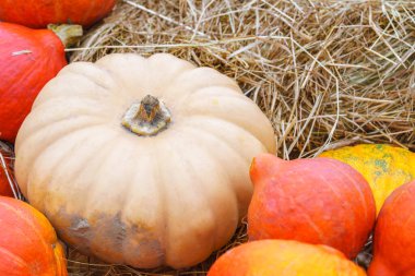 Kuru saman zemininde portakal ve beyaz balkabağı, kabak ve çeşitli şekillerde kabak çeşitleri bulunur. Sonbahar hasat kompozisyonu sonbahar sezonunu, şükran gününü ve doğal çiftlik ürünlerini sembolize eder.