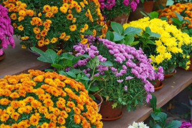 Sonbahar mevsimi boyunca yemyeşil yapraklarla çevrili ahşap sera raflarında açan sarı, turuncu, pembe ve beyaz kasımpatılar. Bahçıvanlık hobisi, bitki yetiştirme, dekoratif bahçe.