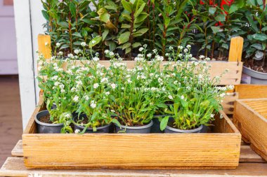 Tahta sandıkta büyüyen kaplarda beyaz çiçekli genç bahar tohumları. Açık hava çiçekçi sahnesi, ekme mevsimi, bahçıvanlık, doğal dokuları olan taze yeşillik ve gün ışığı..