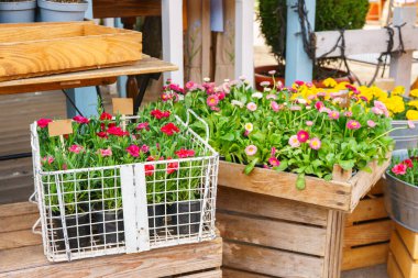 Renkli bahar kırmızısı ve sarı çiçek fideleri çiçek dükkanının arka planında ahşap sandıklara dizilmiş. Taze bitkiler ekime hazır, bahçıvanlık mevsimi, doğal ışık ve canlı çiçek renkleri