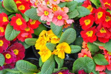 Kap içinde büyüyen kırmızı, sarı ve pembe renkli parlak çuha çiçekleri. Primula fideleri. Bahar çiçeği konsepti, çiçek arkaplanı, taze bahçe bitkileri ve mevsimlik doğa güzelliği..