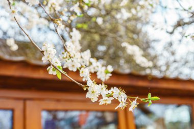 Yumuşak, bulanık arka plana karşı ağaç dalında narin beyaz bahar çiçekleri. Çiçeklerin açtığı mevsimsel doğa manzarası, yumuşak ışık ve sığ alan derinliği.