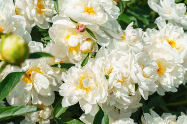 Bahçede büyüyen güzel beyaz şakayık çalıları, taze yeşil yapraklar ve yumuşak doğal bitki arka planıyla güneş ışığıyla aydınlatılıyor. Park için dekoratif çiçek, çiçek yatağı ve manzara tasarımı