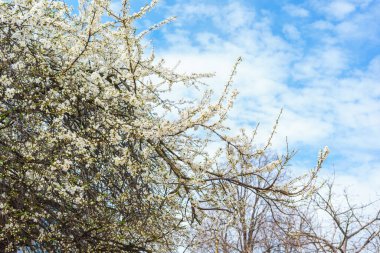 Ağaç dalında beyaz bulutlu mavi gökyüzüne karşı narin beyaz bahar çiçekleri açar. Çiçeklerin açtığı mevsimsel doğa manzarası, yumuşak ışık ve sığ alan derinliği.
