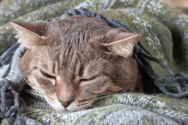 Tabby graue Katze ruht in einer Decke — Stockfoto