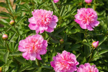 Bahçede yetişen güzel pembe şakayık çalıları, taze yeşil yapraklar ve yumuşak doğal bitki arka planıyla güneş ışığıyla aydınlatılıyor. Park için dekoratif çiçek, çiçek yatağı ve manzara tasarımı