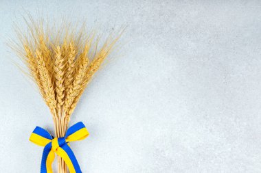 Mavi ve sarı kurdeleli altın buğday kulaklı deste gri desenli arka planda fotokopi alanı. Ukrayna, tarım, hasat, bağımsızlık, ulusal kimlik ve kırsal geleneklerin sembolü.