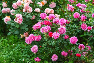 Yaz bahçesinde yetişen narin pembe gül çalıları. Doğal ışık, dekoratif çiçekler ve yeşil yapraklı romantik bir arka plan. Bahar ve doğa, bahçıvanlık, bitki yetiştirme..