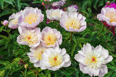 Bahçede yetişen güzel pastel pembe şakayık çalıları taze yeşil yapraklar ve doğal bitki arka planıyla güneş ışığıyla aydınlatılıyor. Park için dekoratif çiçek, çiçek yatağı ve manzara tasarımı