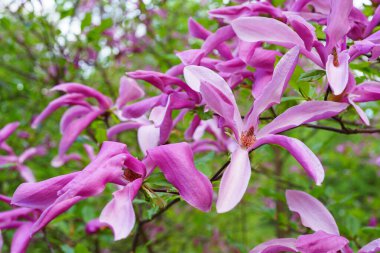 Güzel pembe Magnolia stellata gül çiçekleri ağaç dallarında çiçek açıyor. Etrafı taze yeşil yapraklarla çevrili. Zarif canlı ve mevsimsel bahar doğa sahnesi