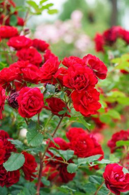 Yaz bahçesinde yetişen narin kırmızı güllerin dalları. Doğal ışık, dekoratif çiçekler ve yeşil yapraklı romantik bir arka plan. Bahar ve doğa, bahçıvanlık, bitki yetiştirme..