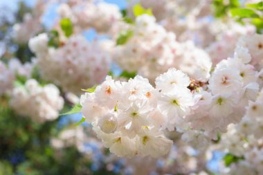 Narin beyaz kiraz çiçekleri, baharda ağaçta çiçek açan sakura çiçekleri yumuşak ışık ve sığ alan arka plan derinliği yenilenme saflığını ve mevsimsel doğal güzelliği sembolize eder.