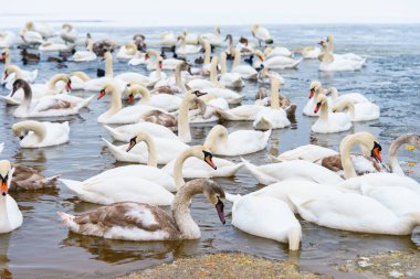 Büyük bir grup, soğuk kış gölünde buzlu suyla birlikte birbirine yakın yüzen beyaz dilsiz kuğu sürüsü. Doğal vahşi yaşam sahnesi, kuşların aile toplantısı, kış mevsimi, sakin atmosfer ve hayvan davranışları..
