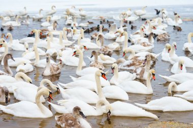Büyük bir grup, soğuk kış gölünde buzlu suyla birlikte birbirine yakın yüzen beyaz dilsiz kuğu sürüsü. Doğal vahşi yaşam sahnesi, kuşların aile toplantısı, kış mevsimi, sakin atmosfer ve hayvan davranışları..