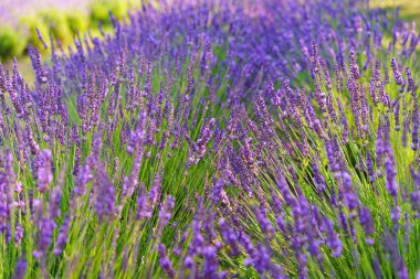 Güneşli bir yaz bahçesinde ya da arka planda büyüyen canlı mor çiçeklerle kaplı yemyeşil lavanta çalıları. Aromatik şifalı bitkiler, bitkisel terapi, kozmetik ürünleri ve doğal sağlık.