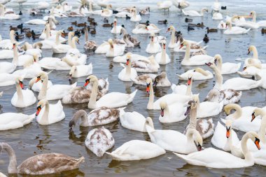 Büyük bir grup, soğuk kış gölünde buzlu suyla birlikte birbirine yakın yüzen beyaz dilsiz kuğu sürüsü. Doğal vahşi yaşam sahnesi, kuşların aile toplantısı, kış mevsimi, sakin atmosfer ve hayvan davranışları..