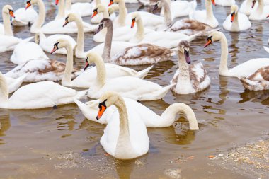 Büyük bir grup, soğuk kış gölünde buzlu suyla birlikte birbirine yakın yüzen beyaz dilsiz kuğu sürüsü. Doğal vahşi yaşam sahnesi, kuşların aile toplantısı, kış mevsimi, sakin atmosfer ve hayvan davranışları..