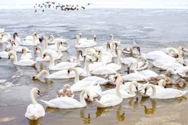 Büyük bir grup, soğuk kış gölünde buzlu suyla birlikte birbirine yakın yüzen beyaz dilsiz kuğu sürüsü. Doğal vahşi yaşam sahnesi, kuşların aile toplantısı, kış mevsimi, sakin atmosfer ve hayvan davranışları..