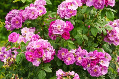 Yaz bahçesinde yetişen narin pembe gül çalıları. Doğal ışık, dekoratif çiçekler ve yeşil yapraklı romantik bir arka plan. Bahar ve doğa, bahçıvanlık, bitki yetiştirme..