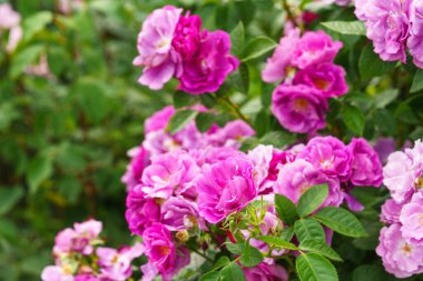 Yaz bahçesinde yetişen narin pembe gül çalıları. Doğal ışık, dekoratif çiçekler ve yeşil yapraklı romantik bir arka plan. Bahar ve doğa, bahçıvanlık, bitki yetiştirme..