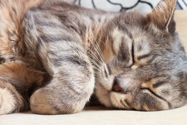 Porträtt av sovande katt — Stockfoto