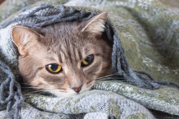 Tabby gato cinza descansando em um cobertor — Fotografia de Stock