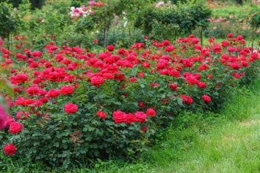 Bahçe yolu boyunca sıra sıra büyüyen canlı kırmızı çiçeklerle kaplı bol gül çalıları. Kamu parkında yoğun yeşil yapraklar ve çiçek açan bitkiler ya da yaz arka planında botanik bahçesi. Bitki yetiştiriciliği
