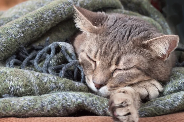 Tabby graue Katze ruht in einer Decke — Stockfoto