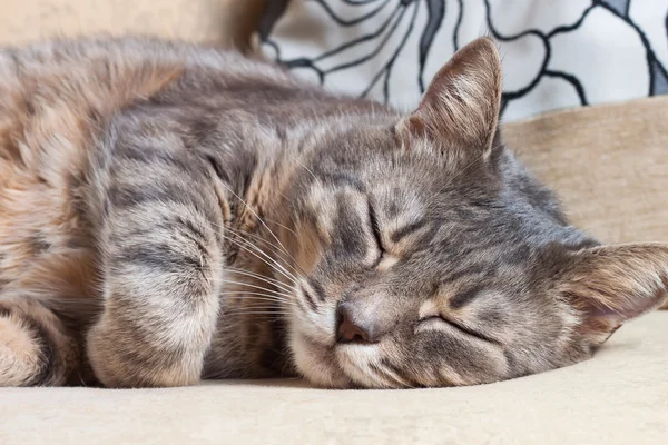 Porträtt av sovande katt — Stockfoto