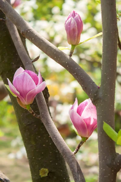 Árvore de magnólia florescente — Fotografia de Stock