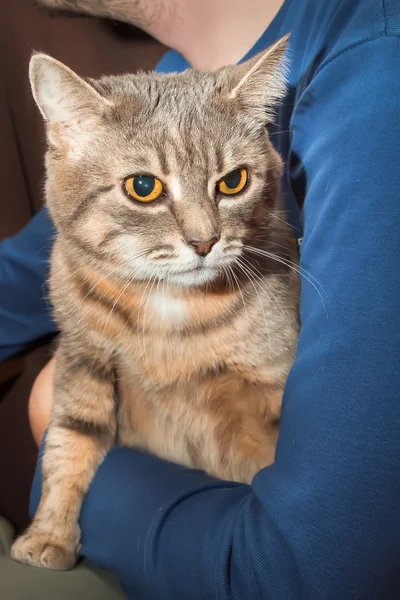 Домашній таббі кіт і людина — стокове фото