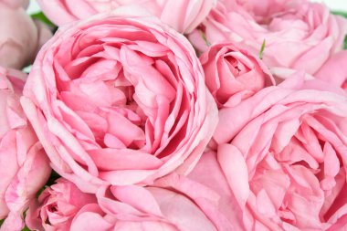 arka plan resmi pembe Gül