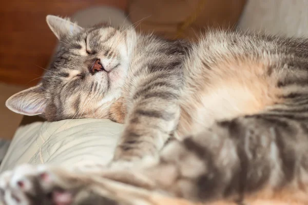 Gato dormindo doméstico — Fotografia de Stock