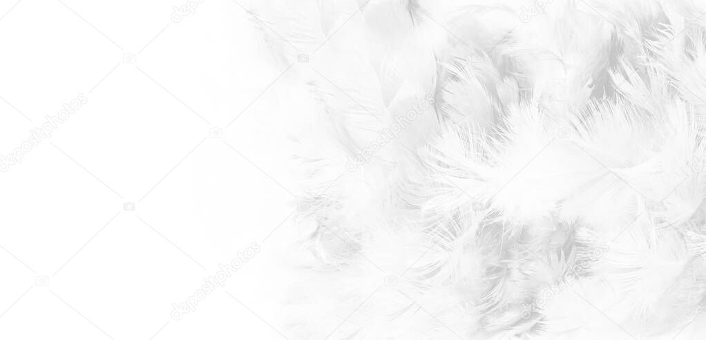 White feather texture background,free space for add text or baby products and other