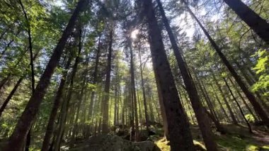 Çok uzun çam ağaçlarından oluşan bir ormanın içinden geçen bir ışık demeti manzarası. Kamera sağa kaydır
