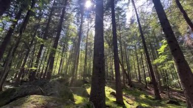 Çok uzun çam ağaçlarından oluşan bir ormanın içinden geçen bir ışık demeti manzarası. Kamera yukarı eğ