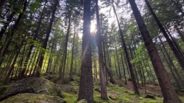Çok uzun çam ağaçlarından oluşan bir ormanın içinden geçen bir ışık demeti manzarası. Kamera yukarı eğ