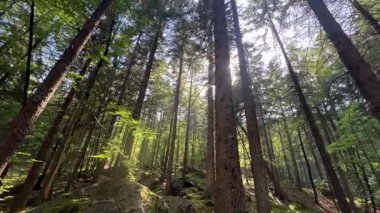 Çok uzun çam ağaçlarından oluşan bir ormanın içinden geçen bir ışık demeti manzarası. Kamera sağa kaydır