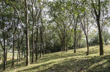 Ağaçlar tropikal ormanda hizalı