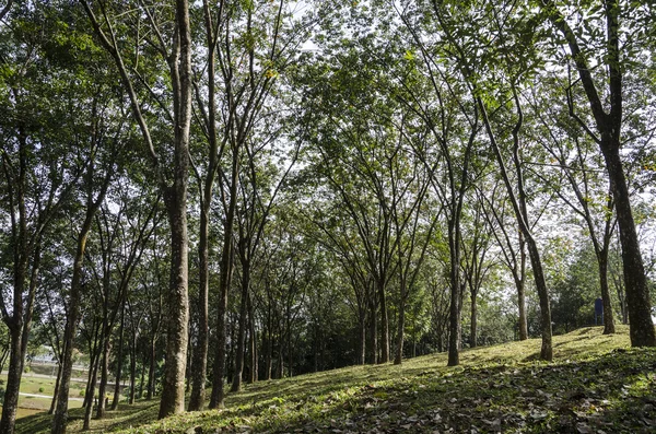 Bomen in tropische forrest uitgelijnd — Stockfoto