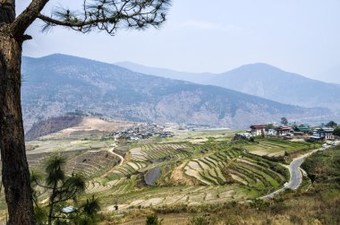 Punakha Butan, köy ve pirinç ekimi bahar kuru sezonunda