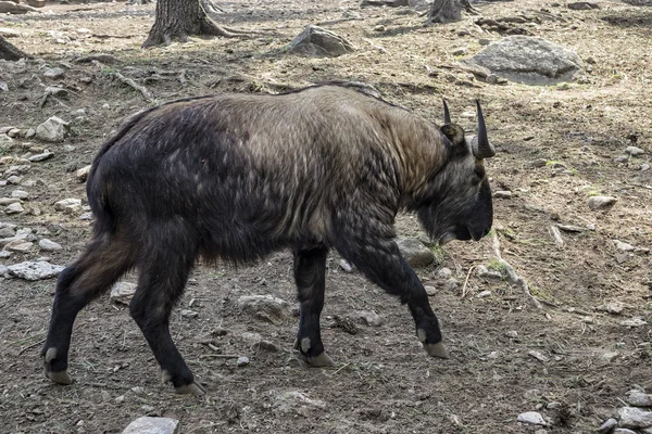 Takin Jest Mieszaniną Krowy Kozy — Zdjęcie stockowe