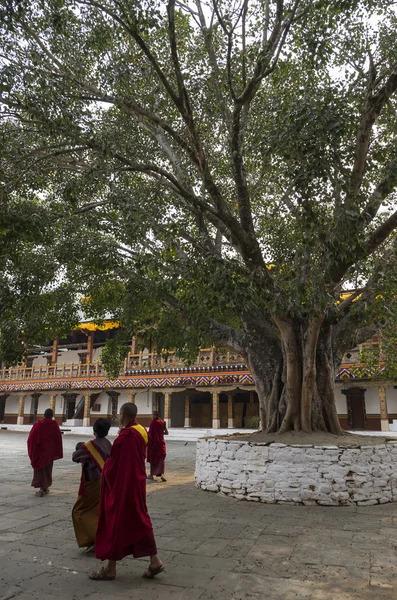 Mnichów Wokół Dużego Bielone Stupa Drzewa Bodhi Pierwszym Dziedzińcu Punakha — Zdjęcie stockowe