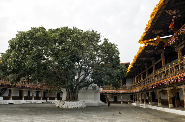 ブータンのプナカ ゾンの最初の中庭にある大きな白く洗われたスタパとボディの木の周りの僧侶 プナカゾン プンタン デチェン フォトラン ゾンとしても知られる — ストック写真
