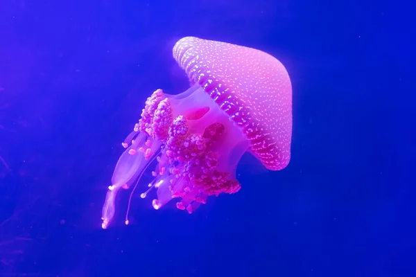 Yüzen Denizanası Akvaryumdaki Denizanasına Yakın Çekim — Stok fotoğraf
