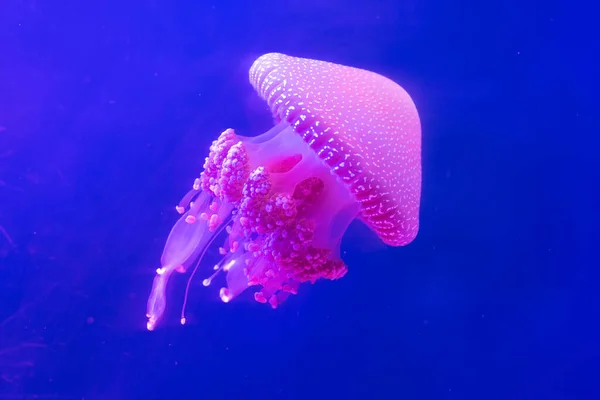 Jelly fish floating - A close up of a jelly fish in aquarium