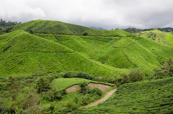 お茶のプランテーション キャメロンハイランド マレーシア お茶の植物はキャメロンハイランドティープランテーションの丘の中腹にカーペット — ストック写真