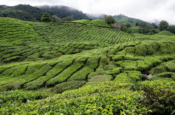 Τσάι Plantation Cameron Highland Μαλαισία Τσάι Φυτά Χαλί Στις Πλαγιές — Φωτογραφία Αρχείου