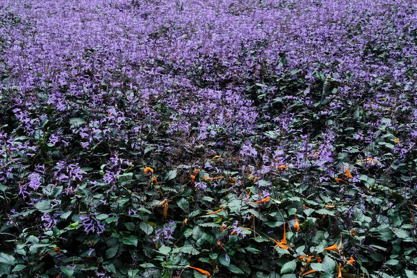 Lavendelblüten Garten — Stockfoto
